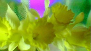 FLOWER DIGITAL ART BY SHANE L MILLER