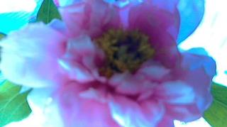 FLOWER DIGITAL ART BY SHANE L MILLER