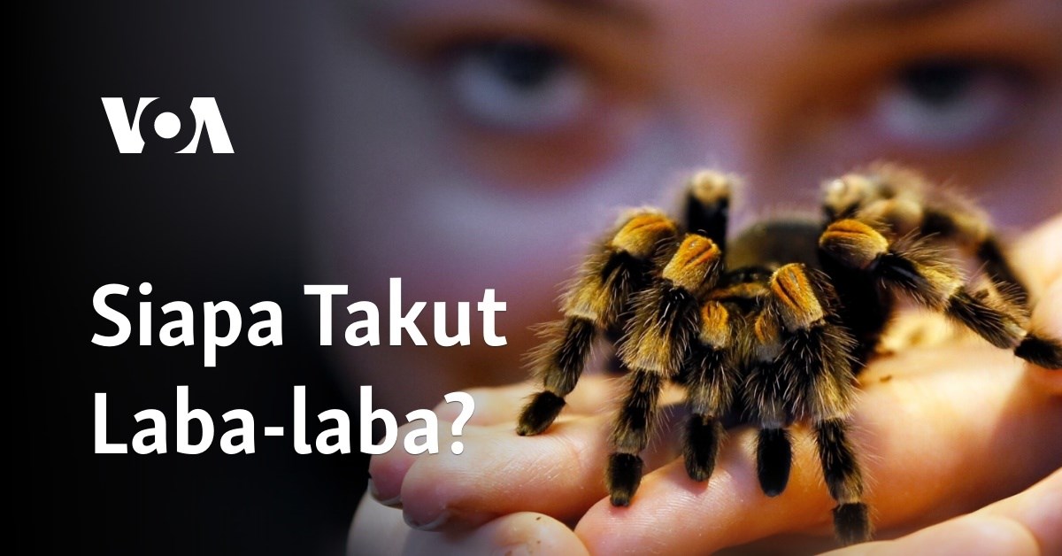 Seberapa takut anda pada laba laba