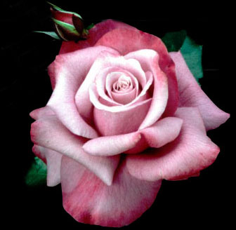 flower 12