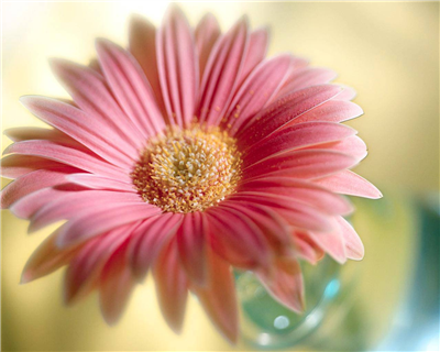 flower 11
