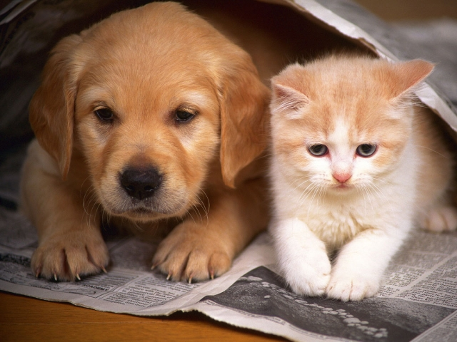 Você Seria Gato Ou Cachorro?