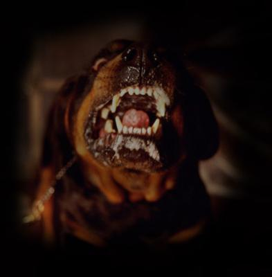Hangi Köpek Irkındansın