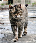Feral Wangstrom Sends You A Cat