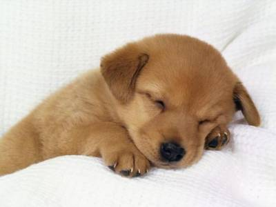 Cachorrinho