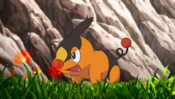 Tepig