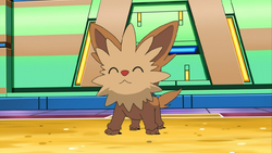 Lillipup