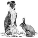 Galgo-lièvre