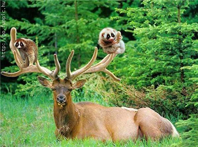 Cerf-pandas