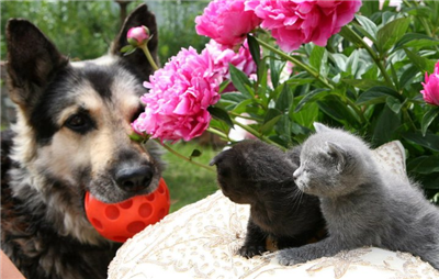 Chien-chatons