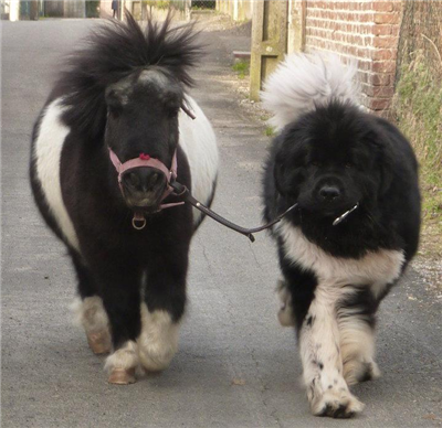 Poney-chien
