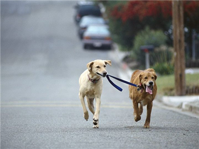 Deux chiens