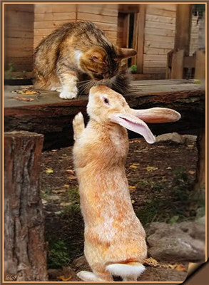 Chat-lapin