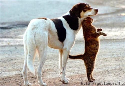 Chien-chat