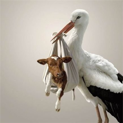 Cigogne-veau