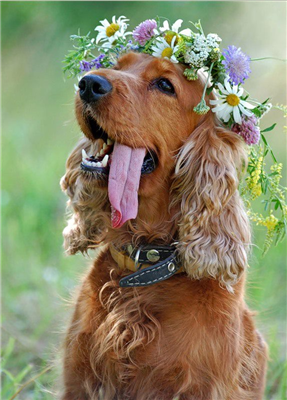 Cocker