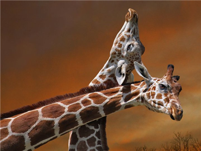 Girafes
