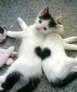 Chats-coeur
