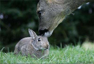 Lapin-biche