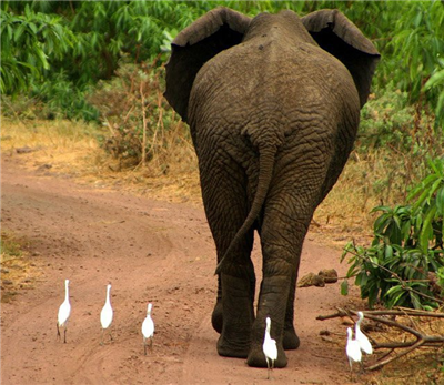 Elephante-canards