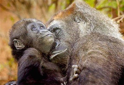 Singes