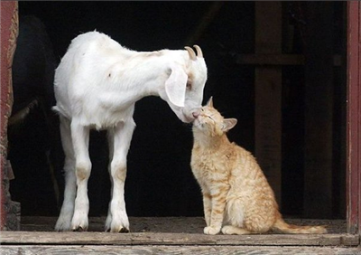 Chèvre-chat