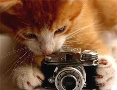 Chat-photo
