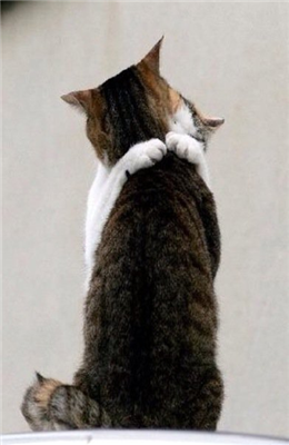 Chats enlacés