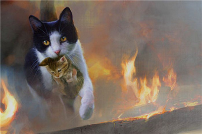 Chatte-feu