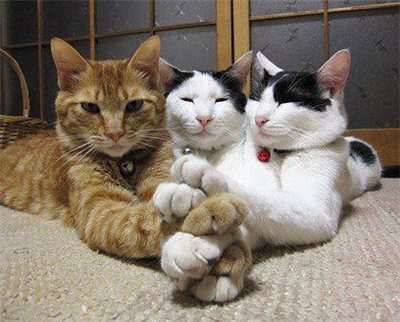Trois chats