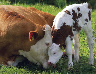 Vache-veau
