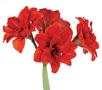 Red flowers