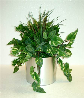 Plants