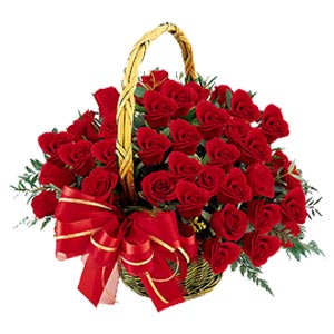 Beautiful red roses