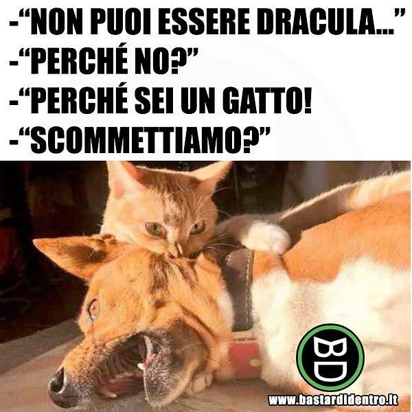 Sei un gatto