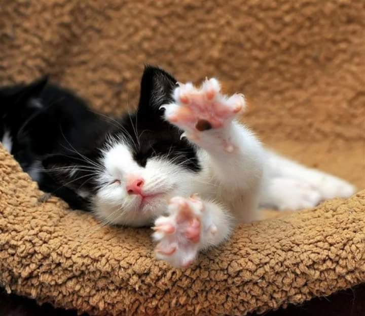 Nasıl Bir Kedi İstersin?