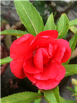 Gifts From Seputeh Garden