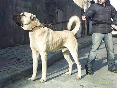 Size En Uygun Köpek Hangisi?