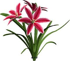 i fiori sono belli come