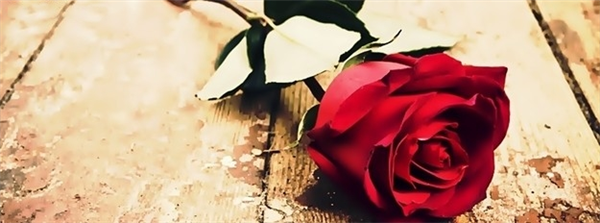 red rose