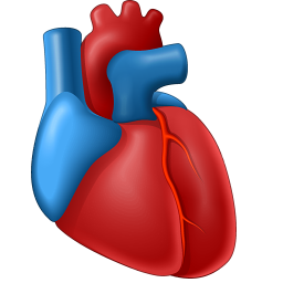 Heart