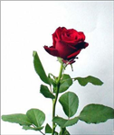 Mevlid Kandili