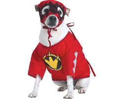 Ninja'mı Ninja Köpek'mi