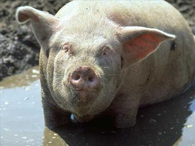 Porc Ou Chaton