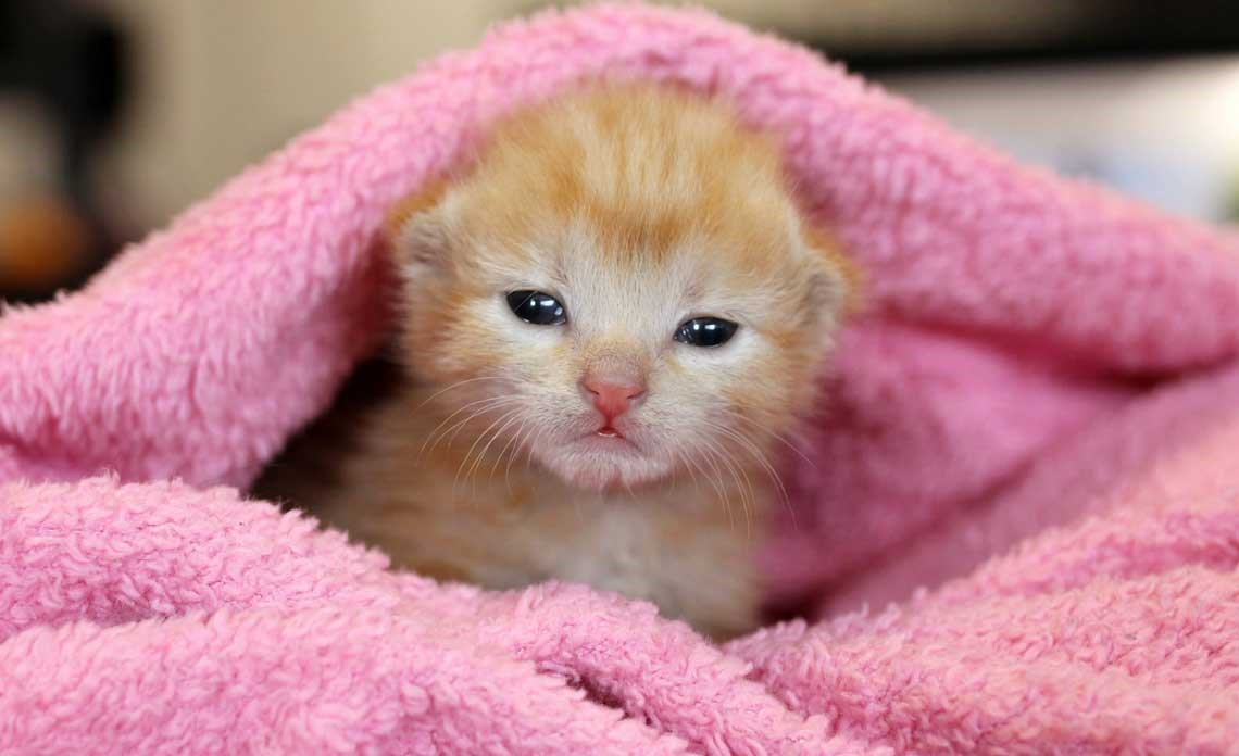 Meow Miau Test