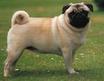 Pass A Dog!