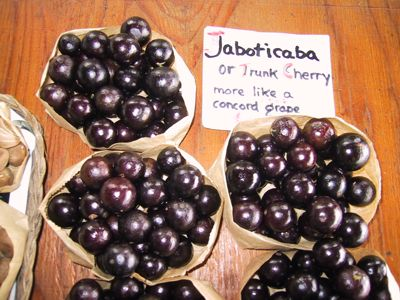 Jabuticaba