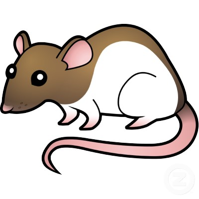 Rat