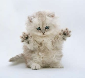 Kitten