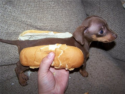 A REAL Hot Dog!